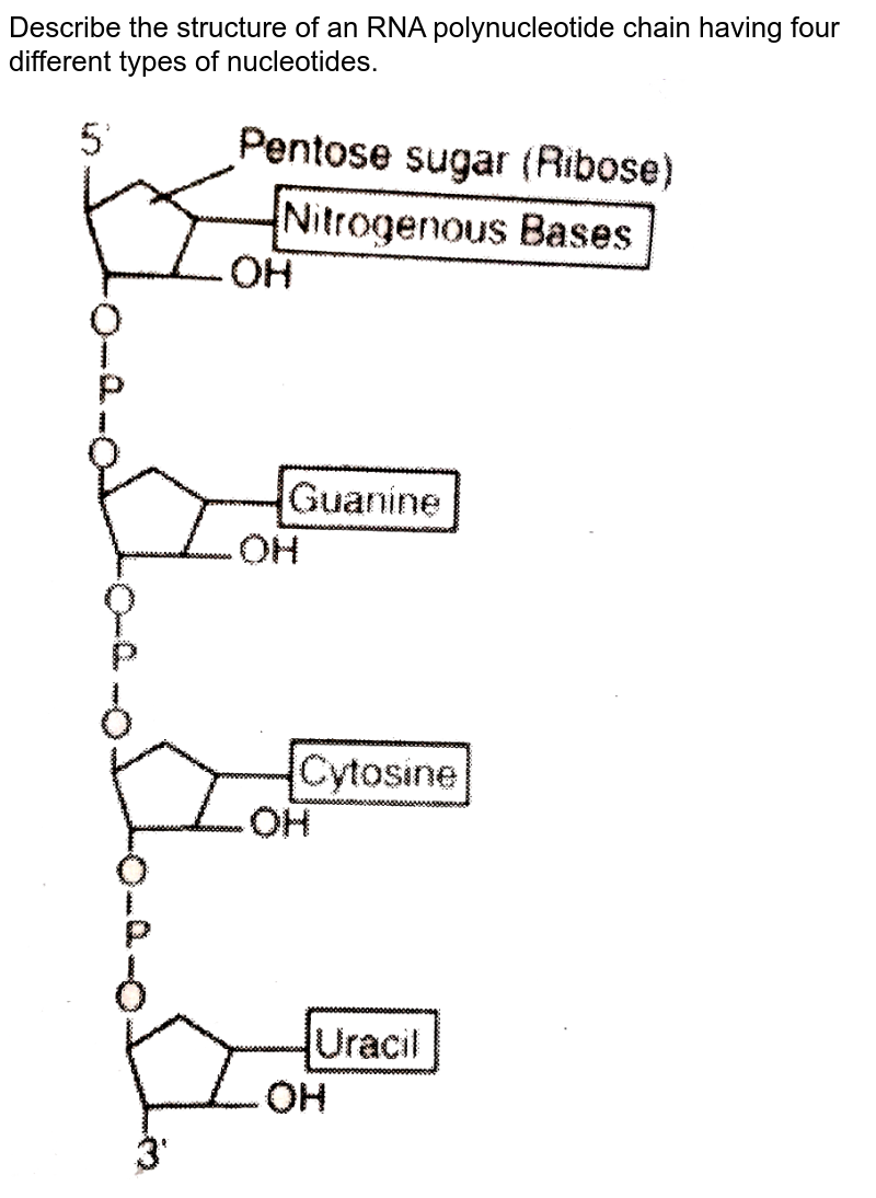 Describe the structure of an RNA polynucleotide chain having four