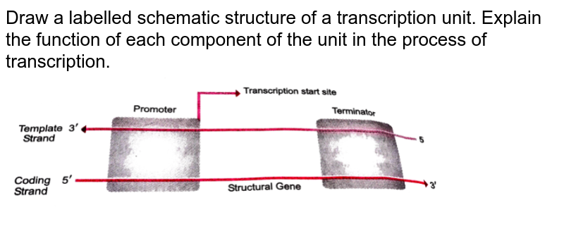 Draw A Labelled Schematic Structure Of A Transcription Unit Expla   En 53723004 