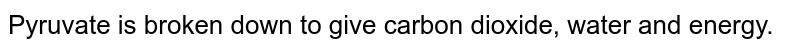 Pyruvate is broken down to give carbon dioxide, water and energy.