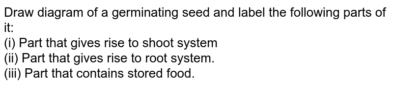 Draw diagram of a germinating seed and label the following parts of it: (i) Part that gives rise to shoot system (ii) Part that gives rise to root system. (iii) Part that contains stored food.