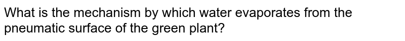 What is the mechanism by which water evaporates from the pneumatic surface of the green plant?