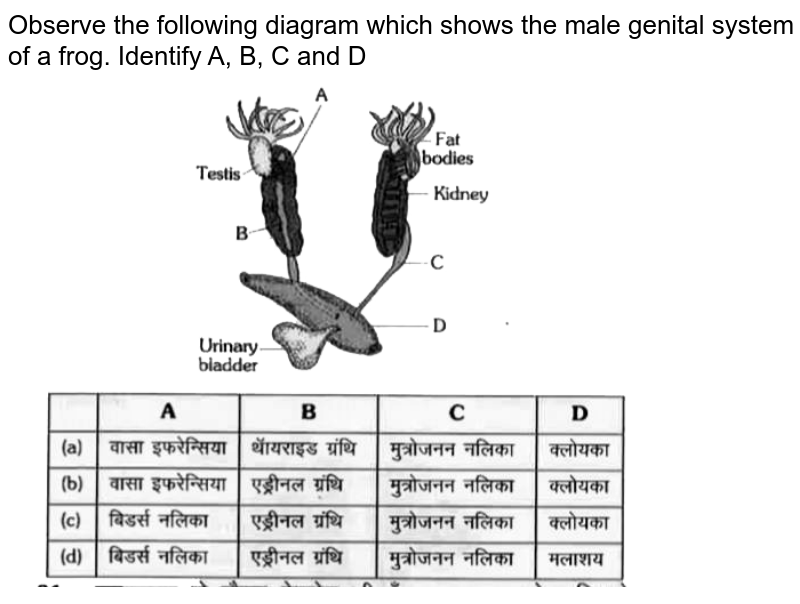 Observe the following diagram which shows the male genital system of a frog. Identify A, B, C and D