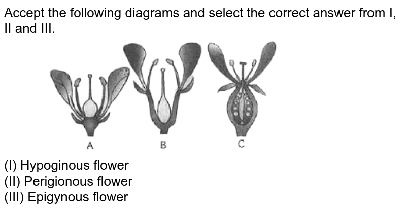 Accept the following diagrams and select the correct answer from I, II and III. (I) Hypoginous flower (II) Perigionous flower (III) Epigynous flower