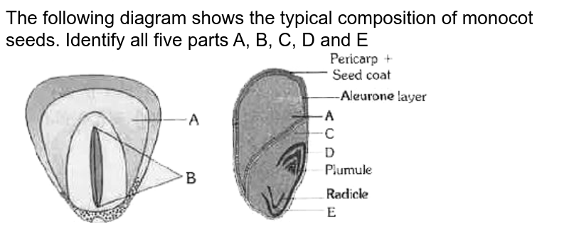 The following diagram shows the typical composition of monocot seeds. Identify all five parts A, B, C, D and E