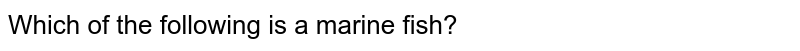 Which of the following is a marine fish?