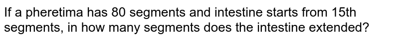 If a pheretima has 80 segments and intestine starts from 15th segments, in how many segments does the intestine extended?