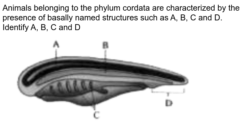 Animals belonging to the phylum cordata are characterized by the presence of basally named structures such as A, B, C and D. Identify A, B, C and D