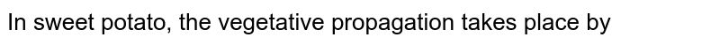 In sweet potato, the vegetative propagation takes place by