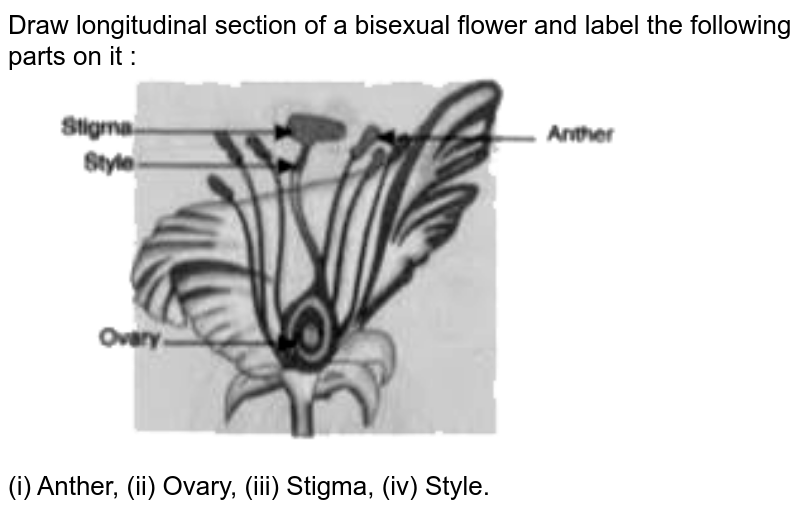 a Draw a neat sketch of the stamen of a flower. Mark in it filamen
