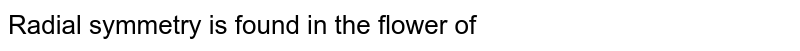Radial symmetry is found in the flower of