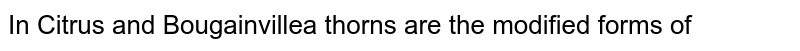 In Citrus and Bougainvillea thorns are the modified forms of