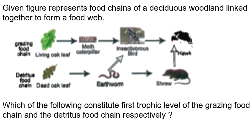 Construct Labelled Grazing And Detritus Food Chains With Minimum T