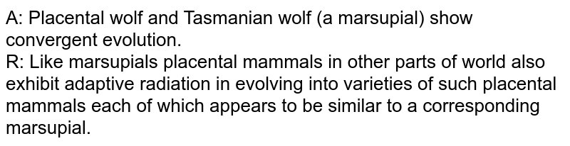 A: Placental wolf and Tasmanian wolf (a marsupial) show convergent evolution. R: Like marsupials placental mammals in other parts of world also exhibit adaptive radiation in evolving into varieties of such placental mammals each of which appears to be similar to a corresponding marsupial.