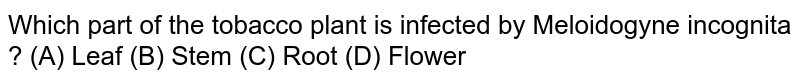 Which part of the tobacco plant is infected by Meloidogyne incognita ? (A) Leaf (B) Stem (C) Root (D) Flower