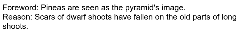 Foreword: Pineas are seen as the pyramid&#39;s image. Reason: Scars of dwarf shoots have fallen on the old parts of long shoots.