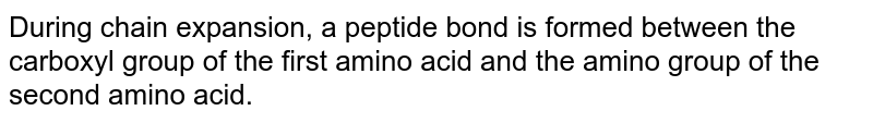 During chain expansion, a peptide bond is formed between the carboxyl group of the first amino acid and the amino group of the second amino acid.