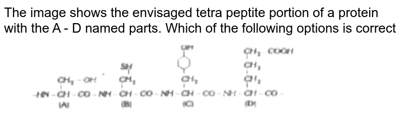 The image shows the envisaged tetra peptite portion of a protein with the A - D named parts. Which of the following options is correct
