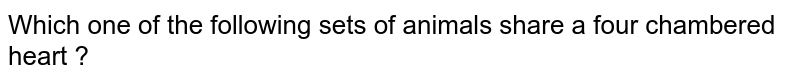 Which one of the following sets of animals share a four chambered heart ? (A) Amphibian, Reptiles, Birds (B) Crocodiles, Birds, Mammals (C) Crocodiles, Lizards, Turtles (D) Lizards, Mammals, Birds