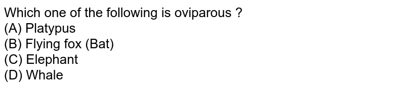 Which one of the following is oviparous ? (A) Platypus (B) Flying fox (Bat) (C) Elephant (D) Whale