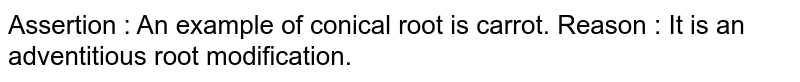 Assertion : An example of conical root is carrot. Reason : It is an adventitious root modification.