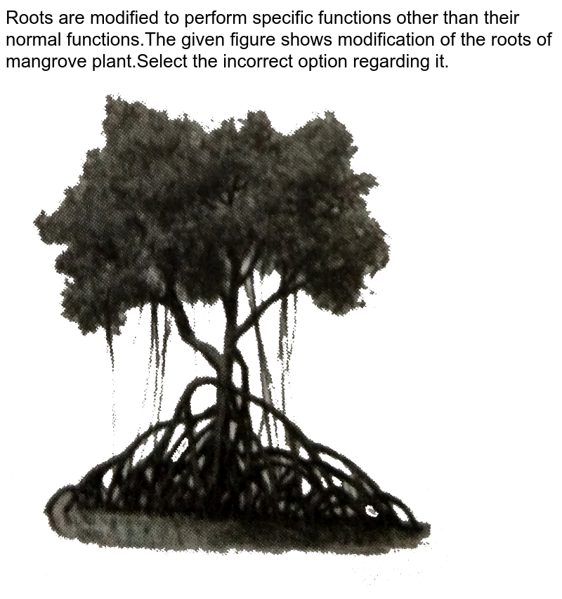 Roots are modified to perform specific functions other than their normal functions.The given figure shows modification of the roots of mangrove plant.Select the incorrect option regarding it.
