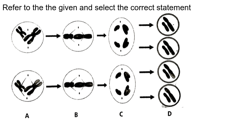 Refer to the the given and select the correct statement <br> <img src="https://d10lpgp6xz60nq.cloudfront.net/physics_images/NCERT_FING_BIO_OBJ_XI_CCD_C10_E01_093_Q01.png" width="80%">