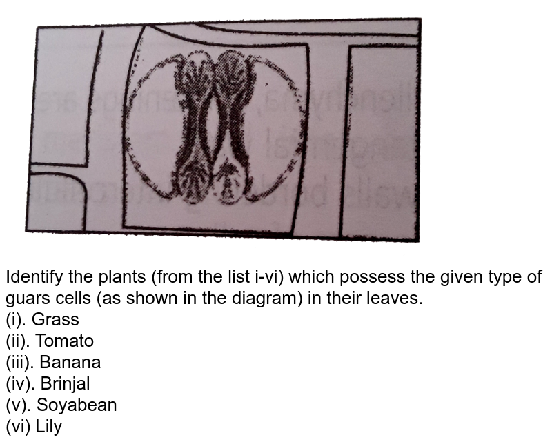 Identify the plants (from the list i-vi) which possess the given type of guars cells (as shown in the diagram) in their leaves. (i). Grass (ii). Tomato (iii). Banana (iv). Brinjal (v). Soyabean (vi) Lily