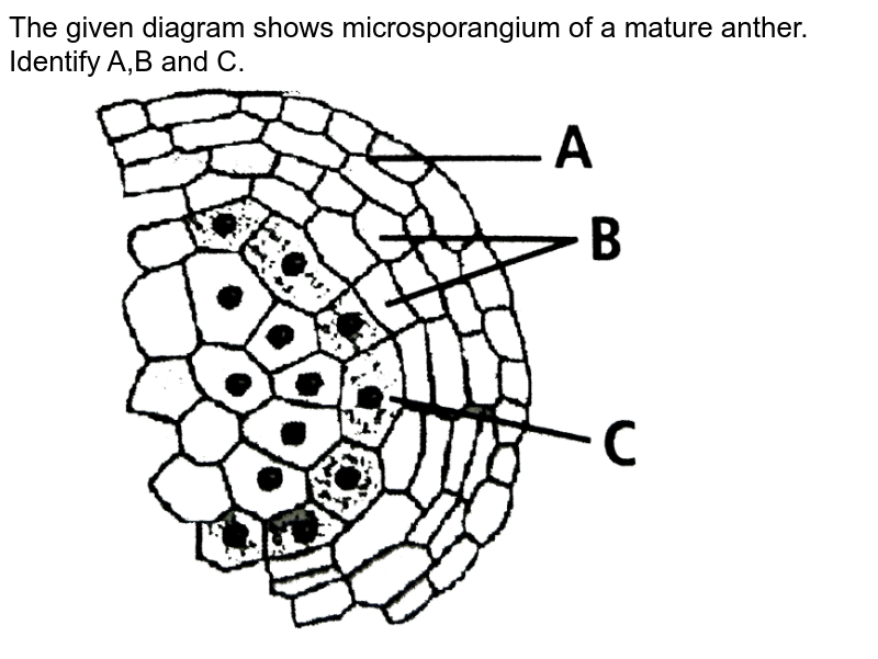 The given diagram shows microsporangium of a mature anther. Identify  A,B and C. <br> <img src="https://d10lpgp6xz60nq.cloudfront.net/physics_images/NCERT_FING_BIO_OBJ_XII_SRFP_C02_E01_008_Q01.png" width="80%">