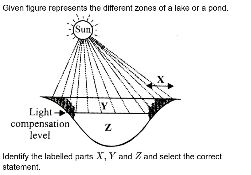 Given figure represents the different zones of a lake or a pond. Identify the labelled parts X,Y and Z and select the correct statement.