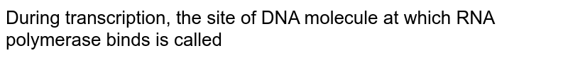 During transcription, the site of DNA molecule at which RNA polymerase binds is called