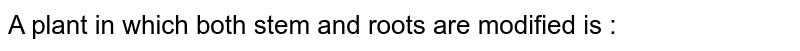A plant in which both stem and roots are modified is :