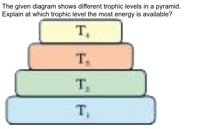 The given diagram shows different trophic levels in a pyramid. Explain at which trophic level the most energy is available?