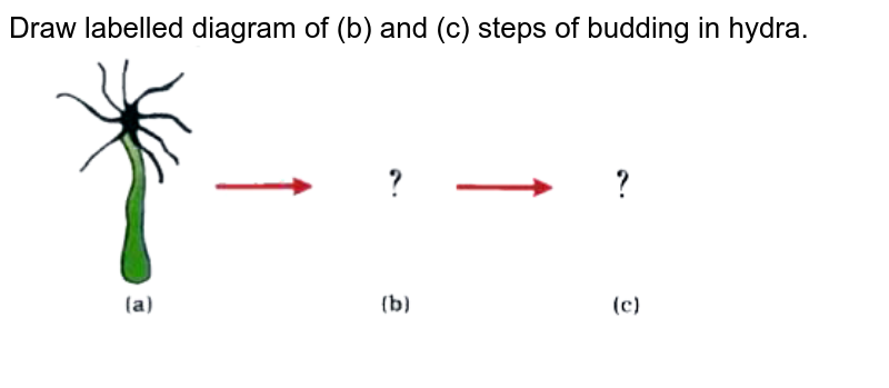 Draw A Labelled Diagram In Proper Sequence To Show Budding In Hydr 0366