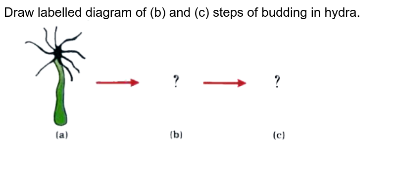 Draw A Labelled Diagram In Proper Sequence To Show Budding In Hydr 