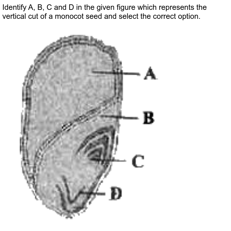 Identify A, B, C and D in the given picture which shows the vertical cut of a monocot seed and select the correct option.