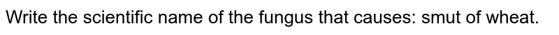 Write the scientific name of the fungus that causes: smut of wheat.