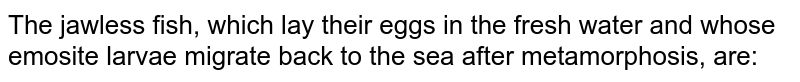 The jawless fish, which lay their eggs in the fresh water and whose emosite larvae migrate back to the sea after metamorphosis, are: