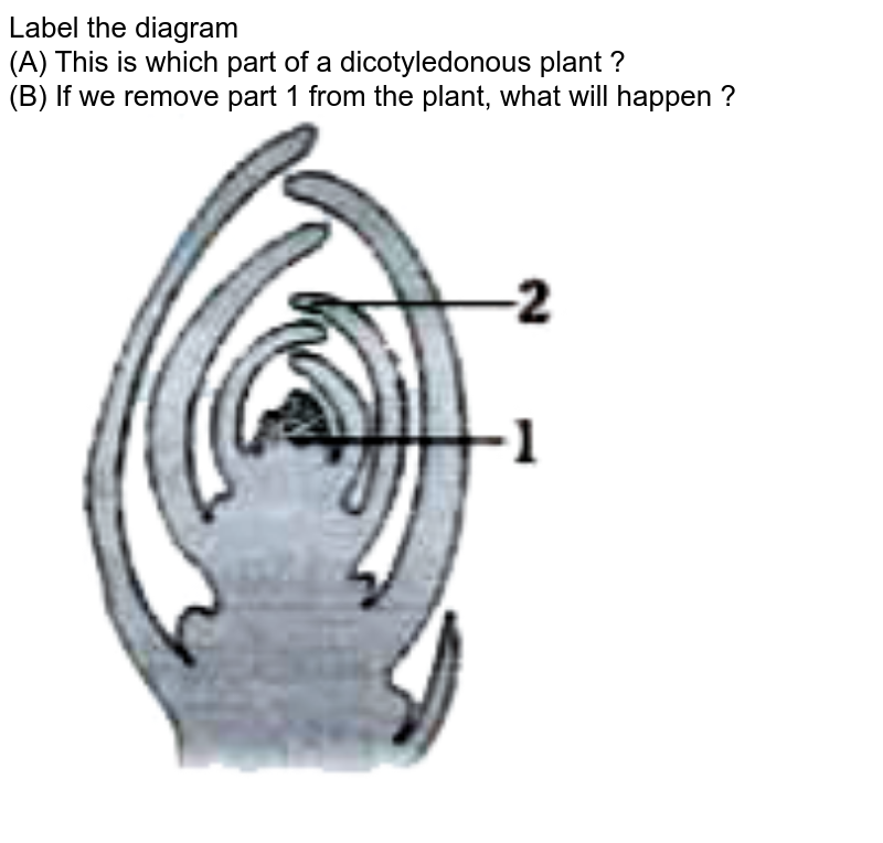 Label the diagram (A) This is which part of a dicotyledonous plant ? (B) If we remove part 1 from the plant, what will happen ?