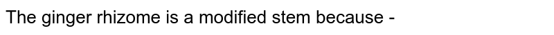 The ginger rhizome is a modified stem because -