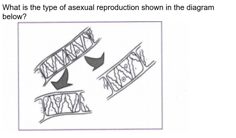 What is the type of asexual reproduction shown in the diagram below?
