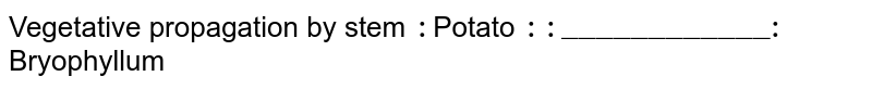 Vegetative propagation by stem : Potato :: "____________:" Bryophyllum