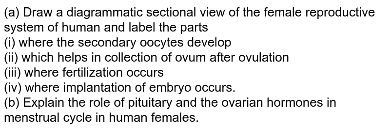 A Draw Diagrammatic Sectional View Of The Female Reproductive Syst