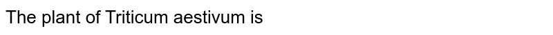 The plant of Triticum aestivum is
