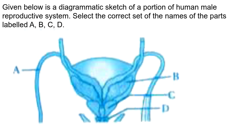 Given Below Is The Outline Of The Male Reproductive System Name T 5201