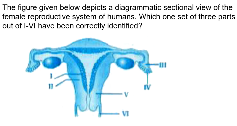 The Figure Given Below Depicts A Diagrammatic Sectional View Of Th