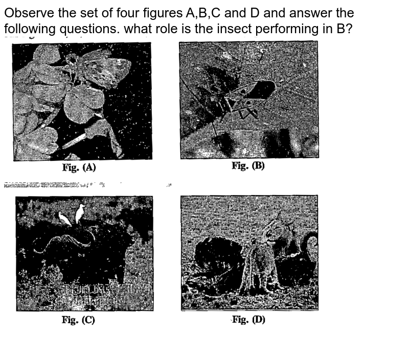 Observe the set of four figures A,B,C and D and answer the following questions. what role is the insect performing in B?