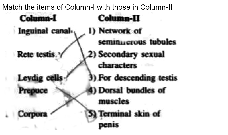 Match Items In Column I With Those In Column II: Column I