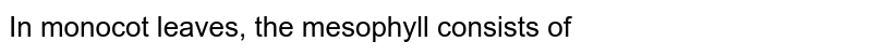In monocot leaves, the mesophyll consists of