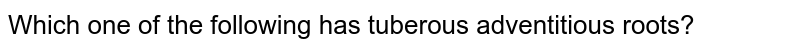Which one of the following has tuberous adventitious roots?