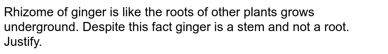 Rhizome of ginger is like the roots of other plants grows underground. Despite this fact ginger is a stem and not a root. Justify.